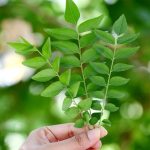 Fresh Curry Leaves