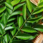 Fresh Curry Leaves