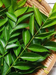Fresh Curry Leaves