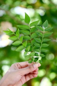 Fresh Curry Leaves